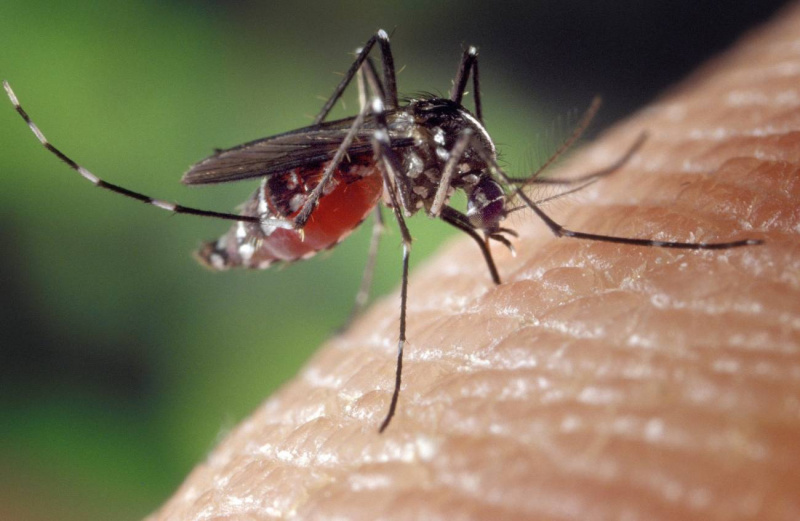 Dengue: Por qué el invierno es clave para prevenir la enfermedad antes de la primavera